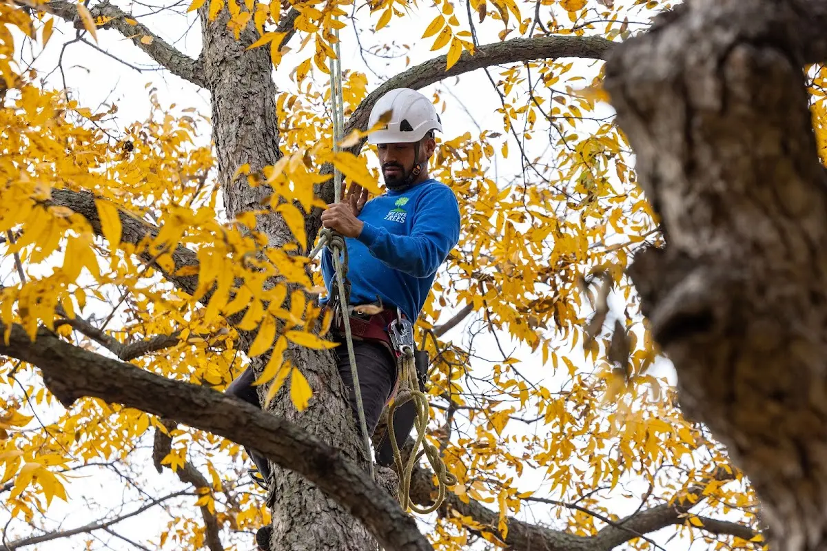 Skilled Tree Trimming crew working in Naches